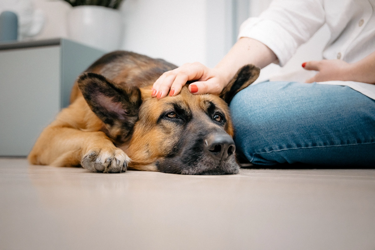 Flea and Tick Prevention