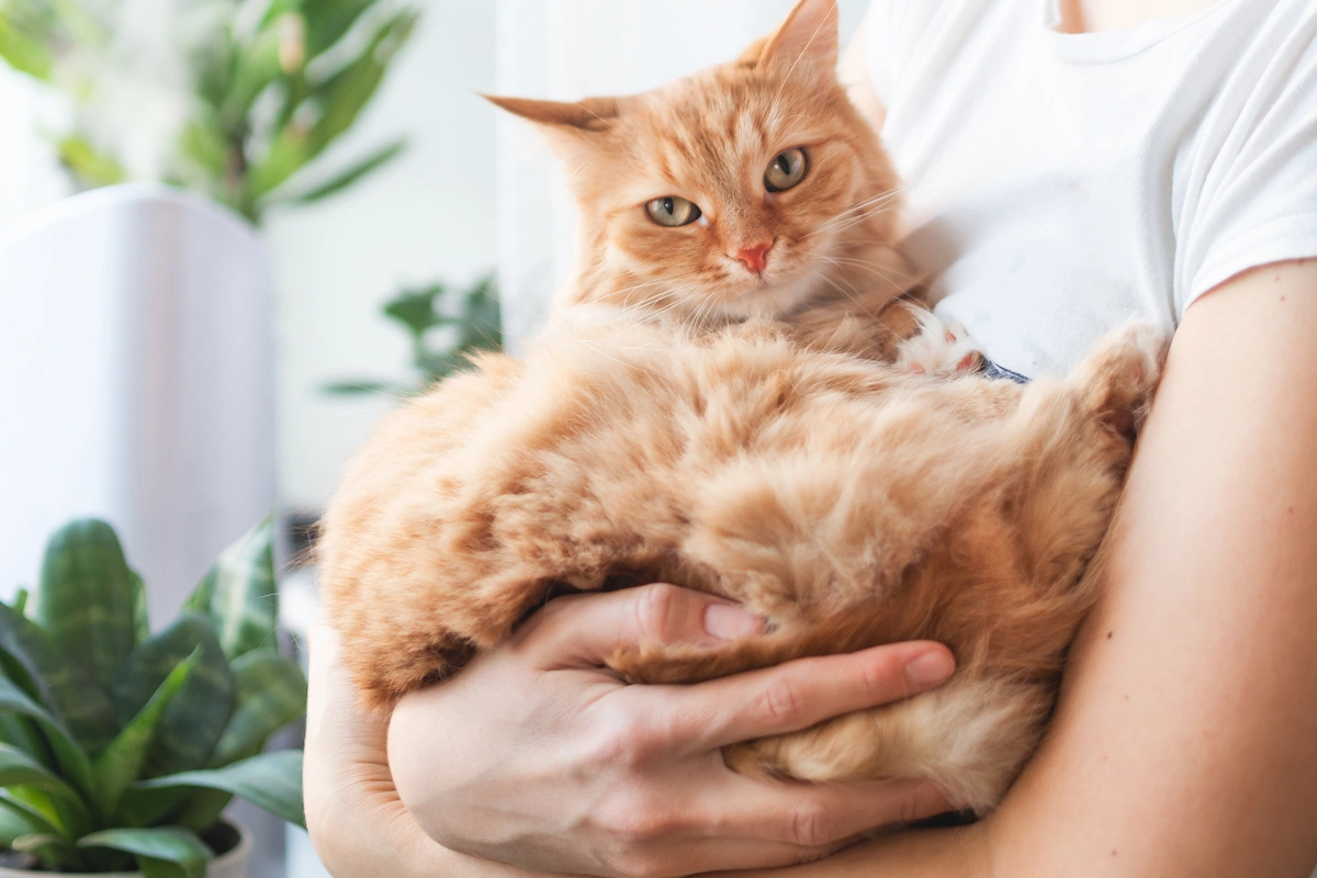 The Benefits of Pet Insurance
