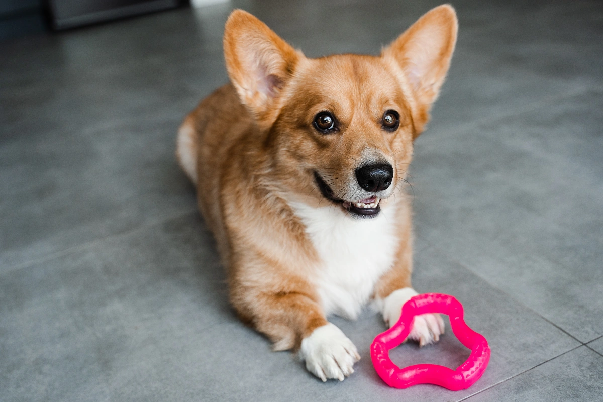 Preventing Heartworm Disease