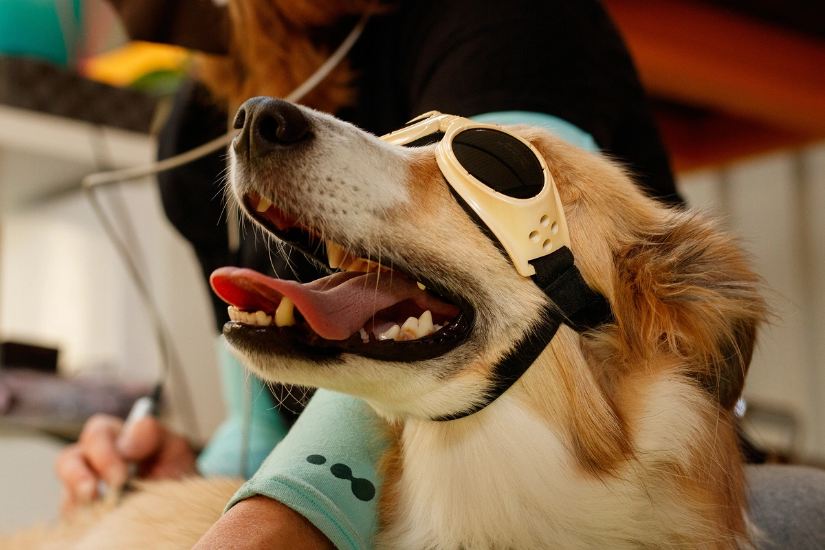 Stem Cell Therapy and Your Pet