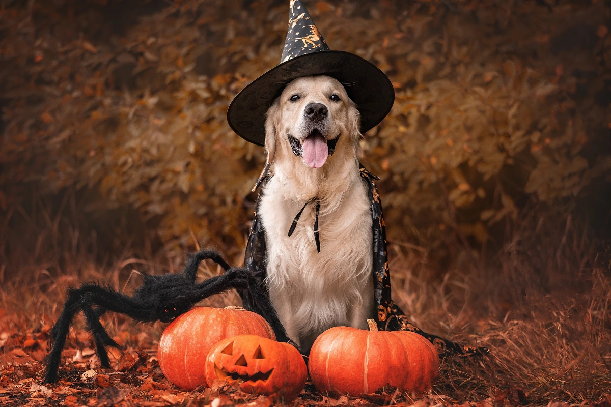 Pet Halloween Safety Tips: