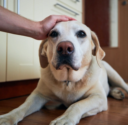 Veterinarian providing pain management treatment to improve a pet’s comfort and quality of life.