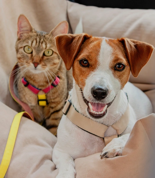 Pet owner reviewing veterinary payment options and financing information.