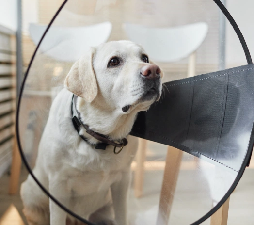 Dog recovering after a spay or neuter procedure performed by a veterinary team.