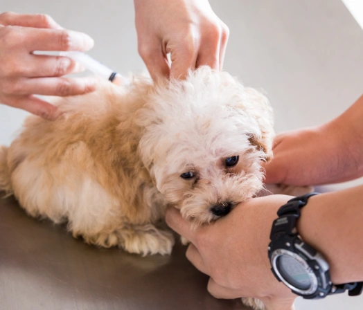 Pet receiving a vaccination during a routine preventive veterinary care visit.