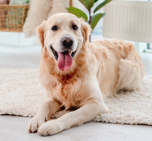 Veterinarian performing a wellness exam to support a pet’s long-term health and preventive care.