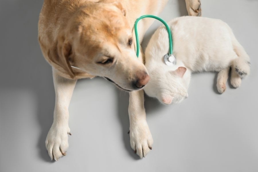 Why Urgent Pet Care is Perfect for Sudden, Minor Issues