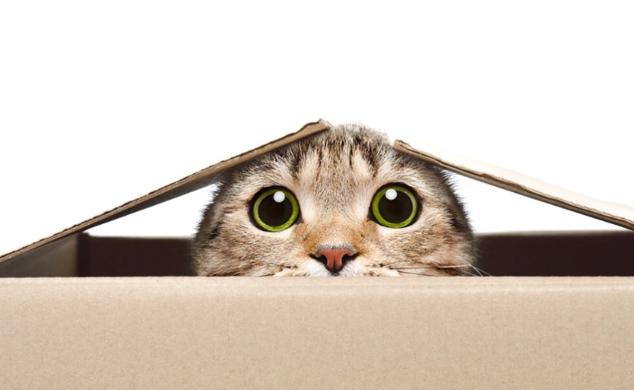 June Newsletter: 5 Calming Items That Can Reduce Cat Anxiety
