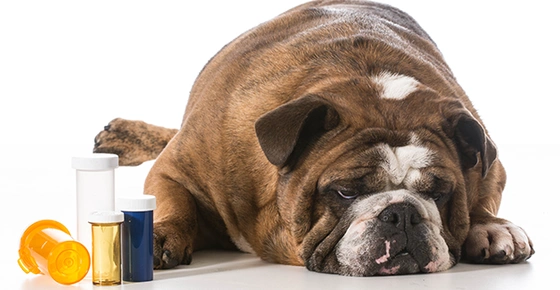 Acute Kidney Injury in Dogs