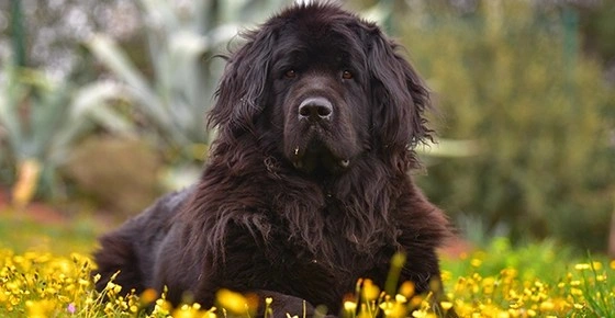 Addison’s Disease in Dogs