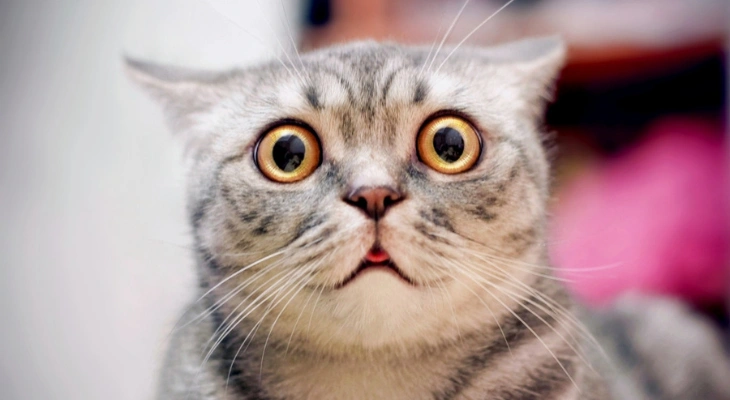 April Newsletter: At What Age Should You Spay or Neuter Your Pet?