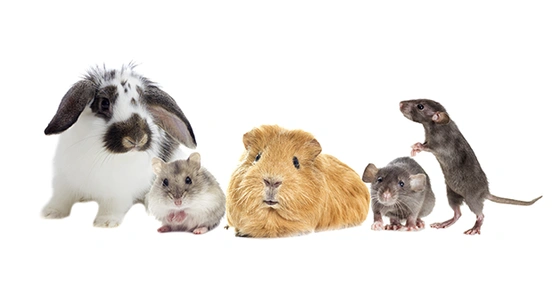 Cancer in Pocket Pets