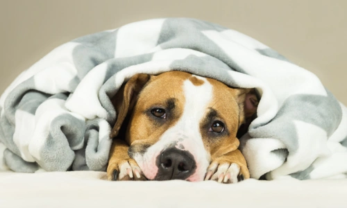 Cold Symptoms in Dogs