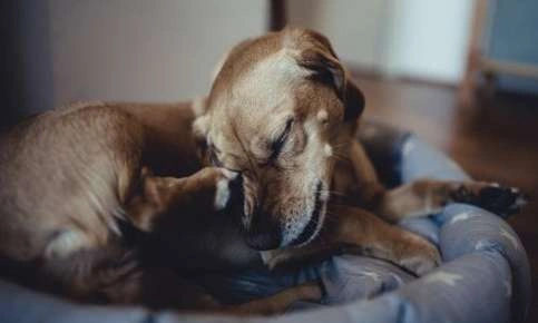 Common Pet Skin Issues and How to Treat Them