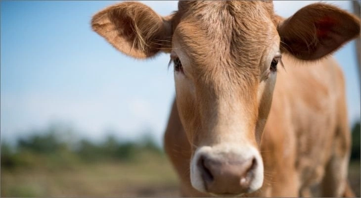 Cows