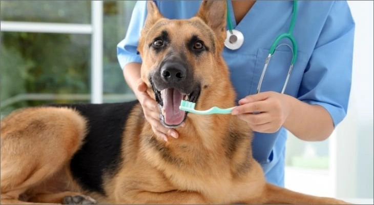 Dentistry