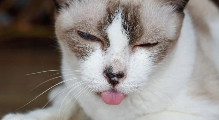 Feline Stomatitis: Treatments