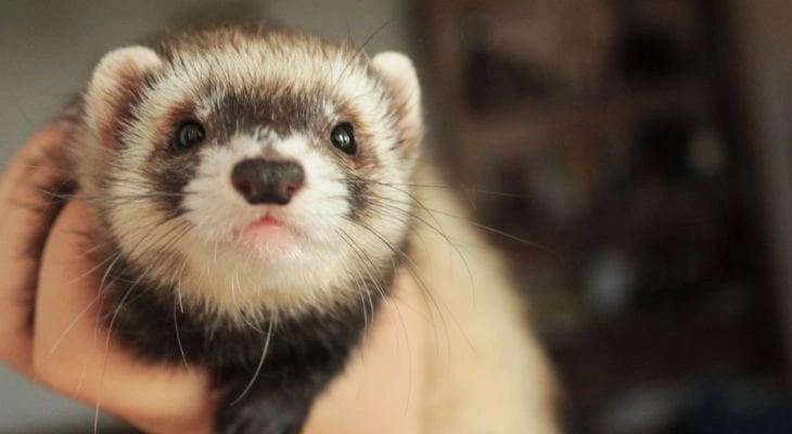 Ferret Health