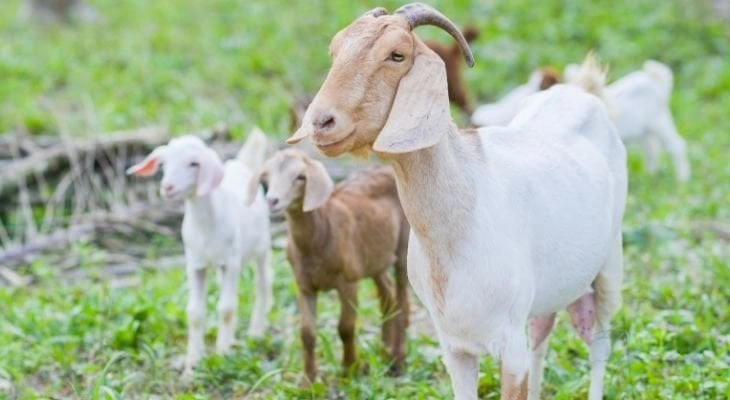 Goats