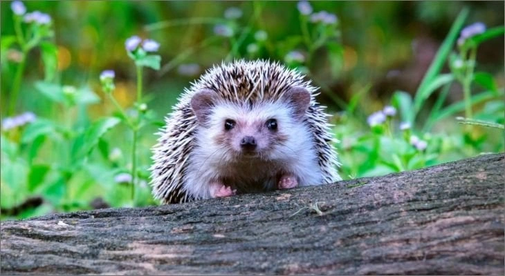 Hedgehogs