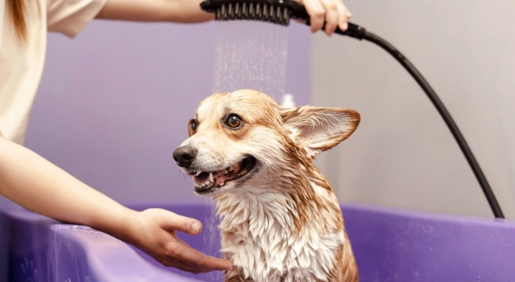 March Newsletter: How Often Should My Dog Be Groomed?