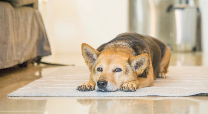 January Newsletter: How Veterinarians Treat Arthritis in Dogs