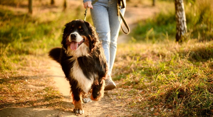 June Newsletter: How Your Veterinarian Can Address Parasites