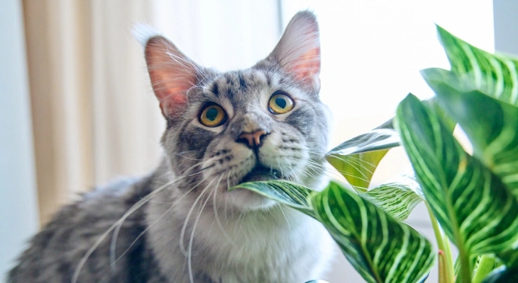 January Newsletter: How Your Veterinarian Can Help If Your Pet Ingests Something Toxic