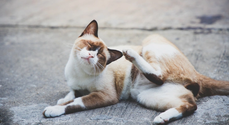May Newsletter: How Your Veterinarian Can Help with Skin Issues