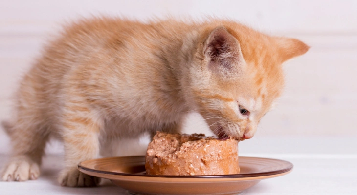 March Newsletter: How and When to Introduce Solid Food to Your Kitten