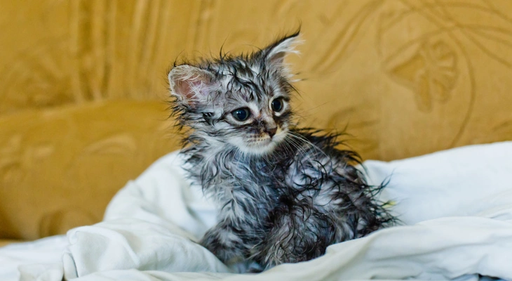 April Newsletter: How to Bathe Your Kitten