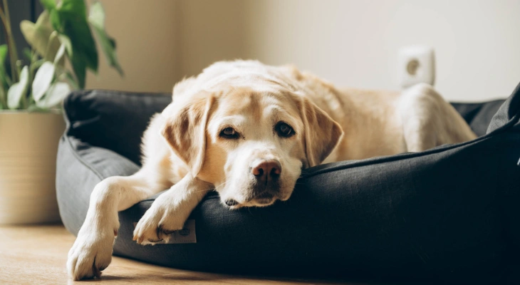 November Newsletter: How to Celebrate National Senior Pet Month