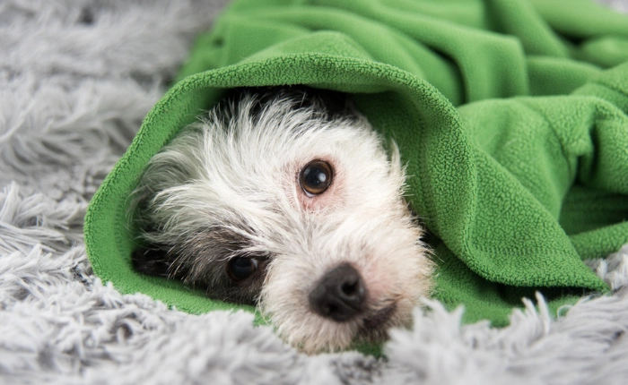 March Newsletter: How to Choose Safe Blankets for Pets