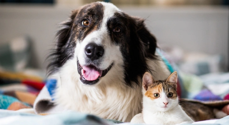 August Newsletter: How to Introduce Your Cat to Your Dog