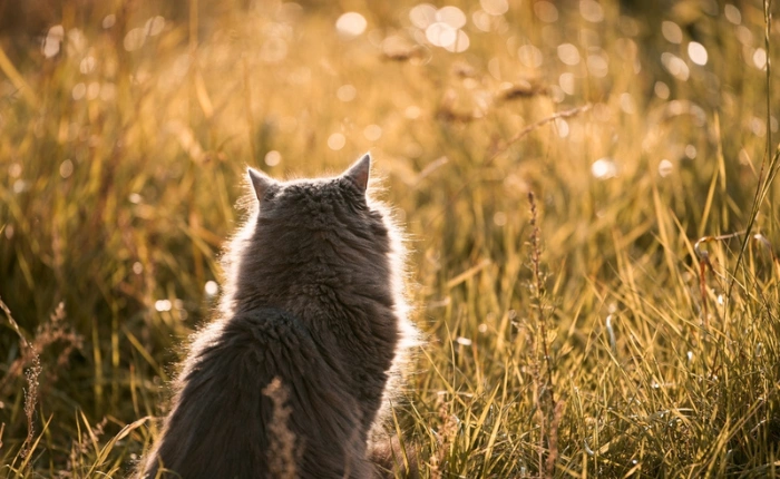 March Newsletter: How to Keep Your Cat Safe When Outdoors