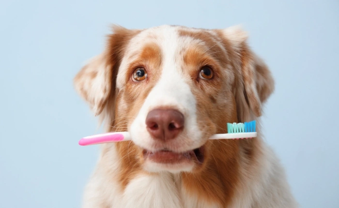 February Newsletter: How to Reduce Dental Anxiety in Pets