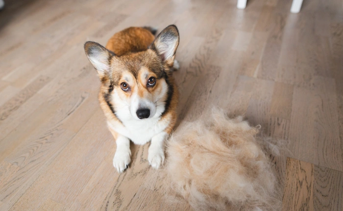 June Newsletter: How to Reduce Excessive Dog Shedding
