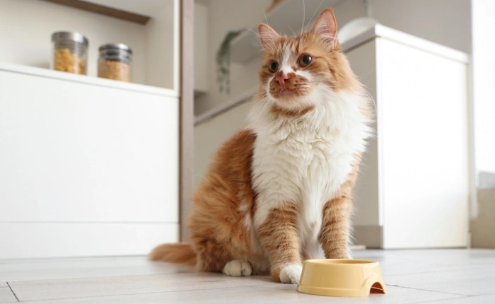 February Newsletter: How to Safely Change Your Cat’s Food