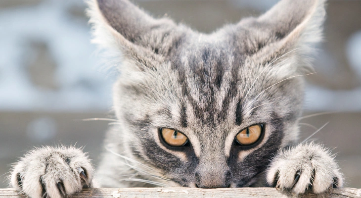 October Newsletter: How to Socialize Your Kitten