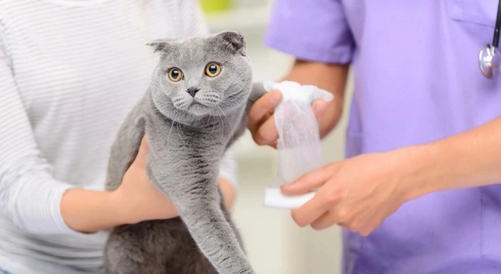 May Newsletter: Items That Should Be Included in Your Pet’s First Aid Kit