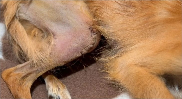 Luxating Patella