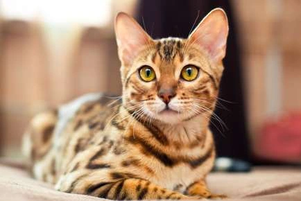 Medical Benefits of Regular Home Grooming for Cats