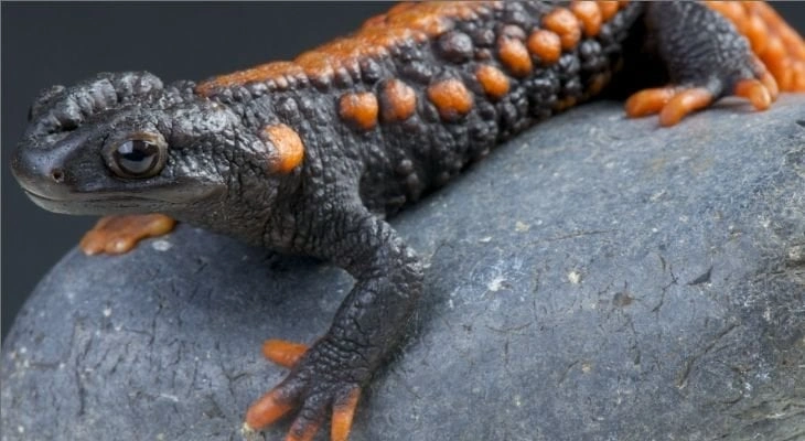 Newts