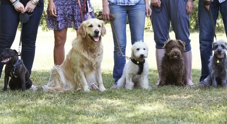 Obedience and Training