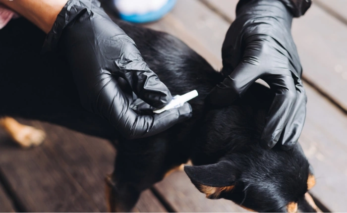 May Newsletter: Parasite Prevention Myths vs Facts
