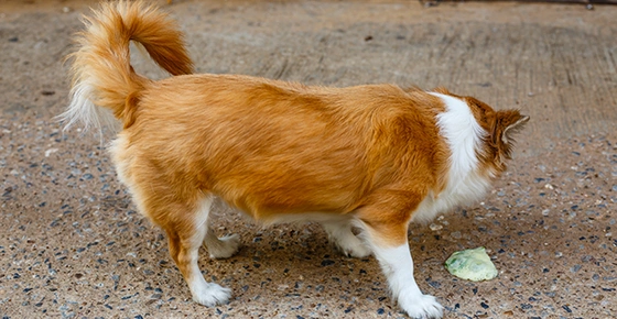 Pet Vomit – You Just Received a Message!