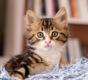 Puppy & kitten Care