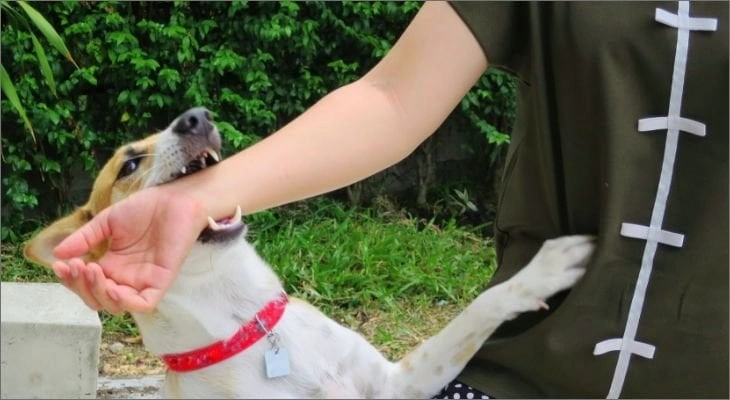 Rabies