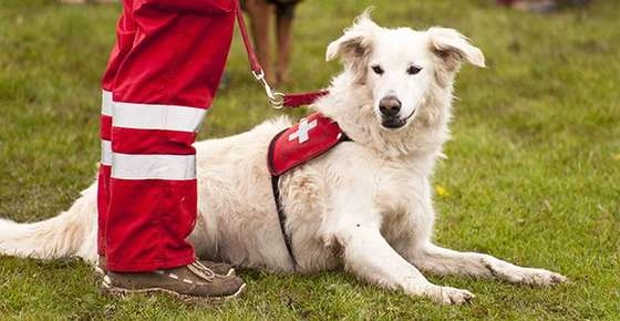 Rescue Dogs