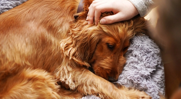January Newsletter: Signs Your Pet Needs a Wellness Exam